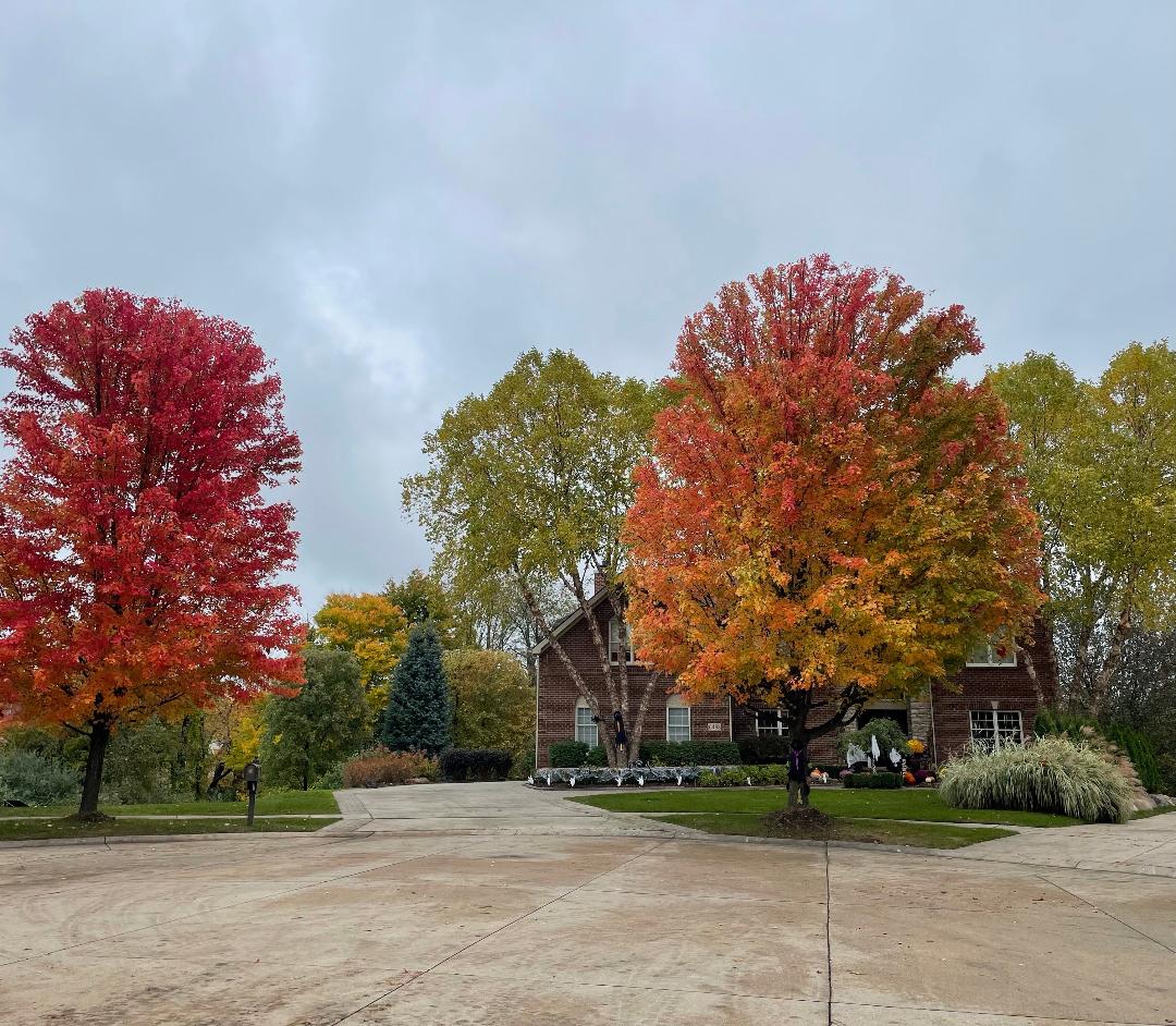 Beautiful mature maple trees displaying vibrant red, orange, and yellow fall foliage in a residential front yard, showcasing healthy landscape trees maintained with professional arborist and tree care services.
