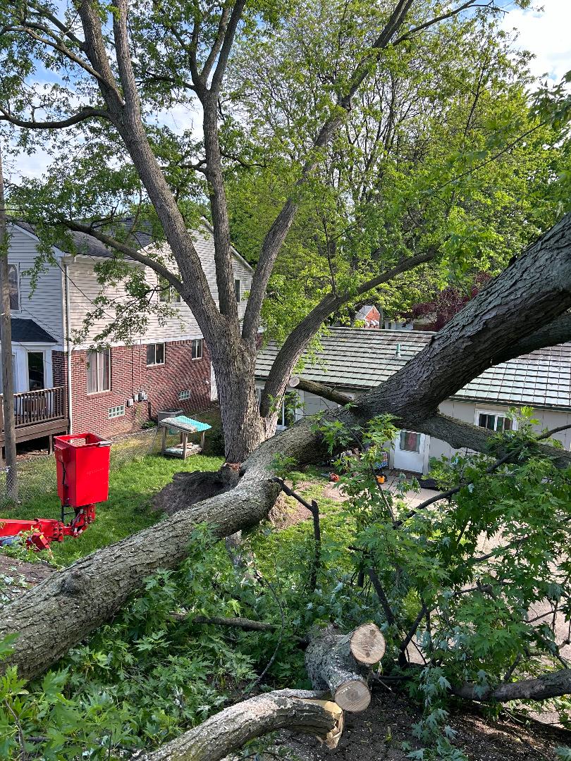 Large fallen tree on a residential property requiring professional emergency tree removal services after storm damage.