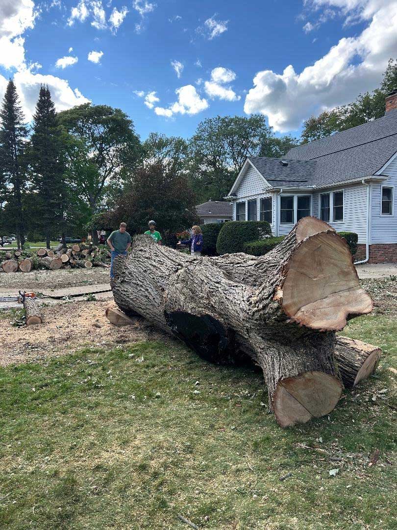 Large freshly cut tree trunk lying in a residential front yard after professional tree removal, with a house, workers, and wood debris visible during the tree removal process.