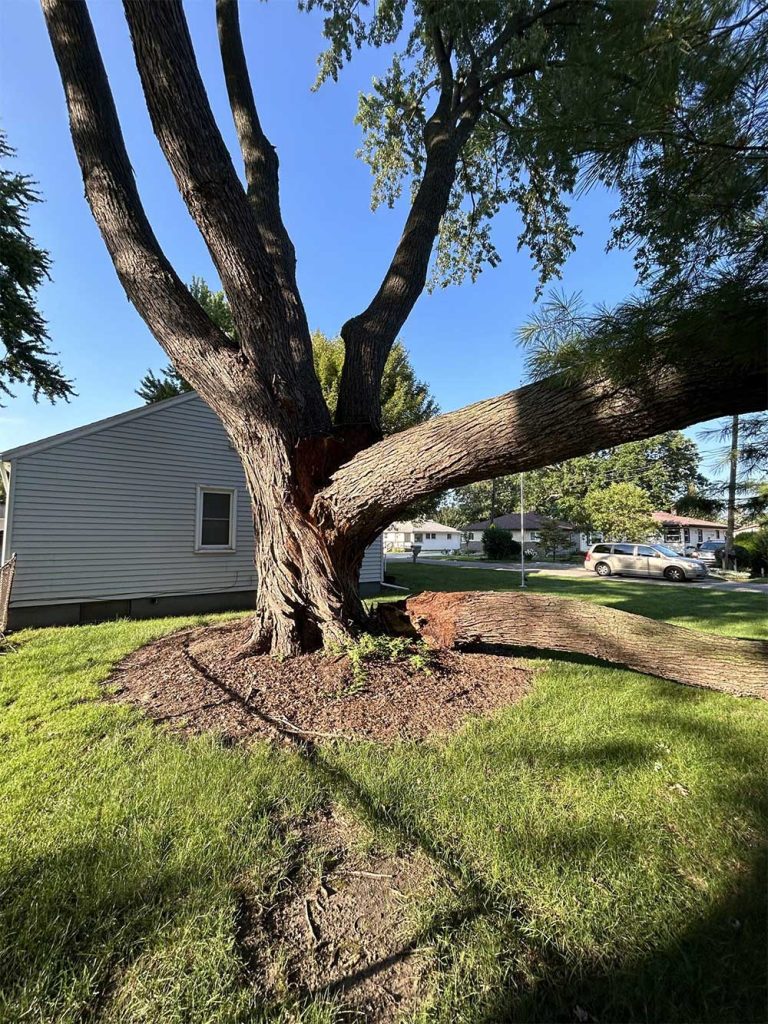 Large mature tree with a split trunk and a fallen main limb after storm damage in a residential front yard, showing a cracked trunk and broken branch on the lawn.