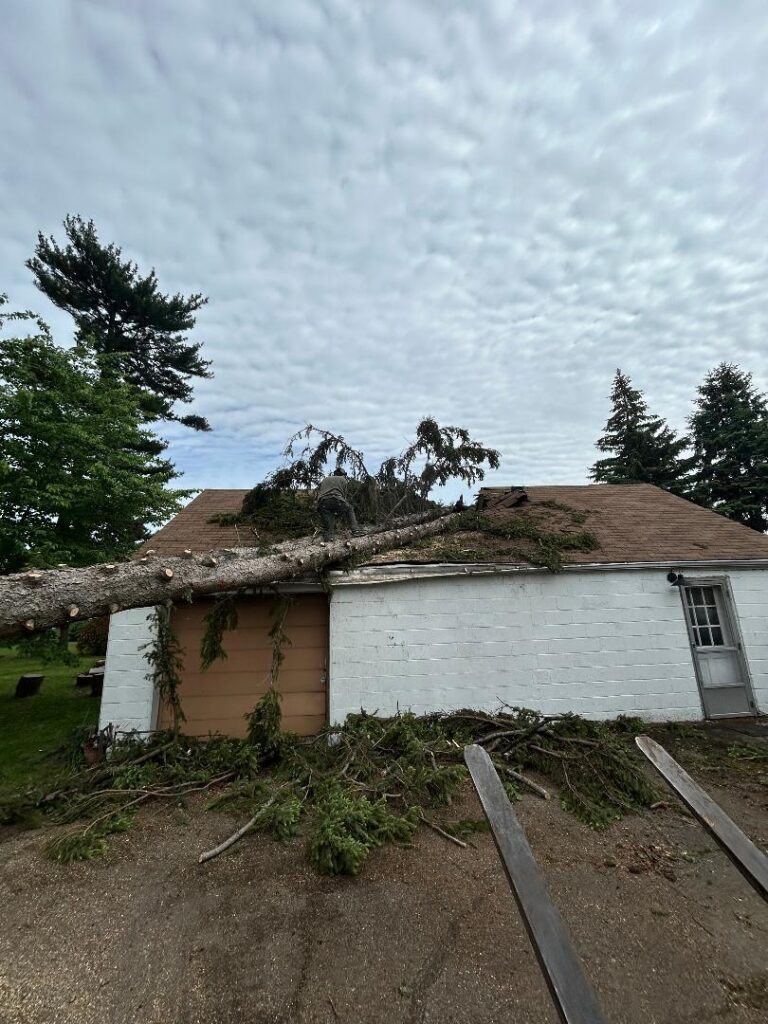 Fallen Trees