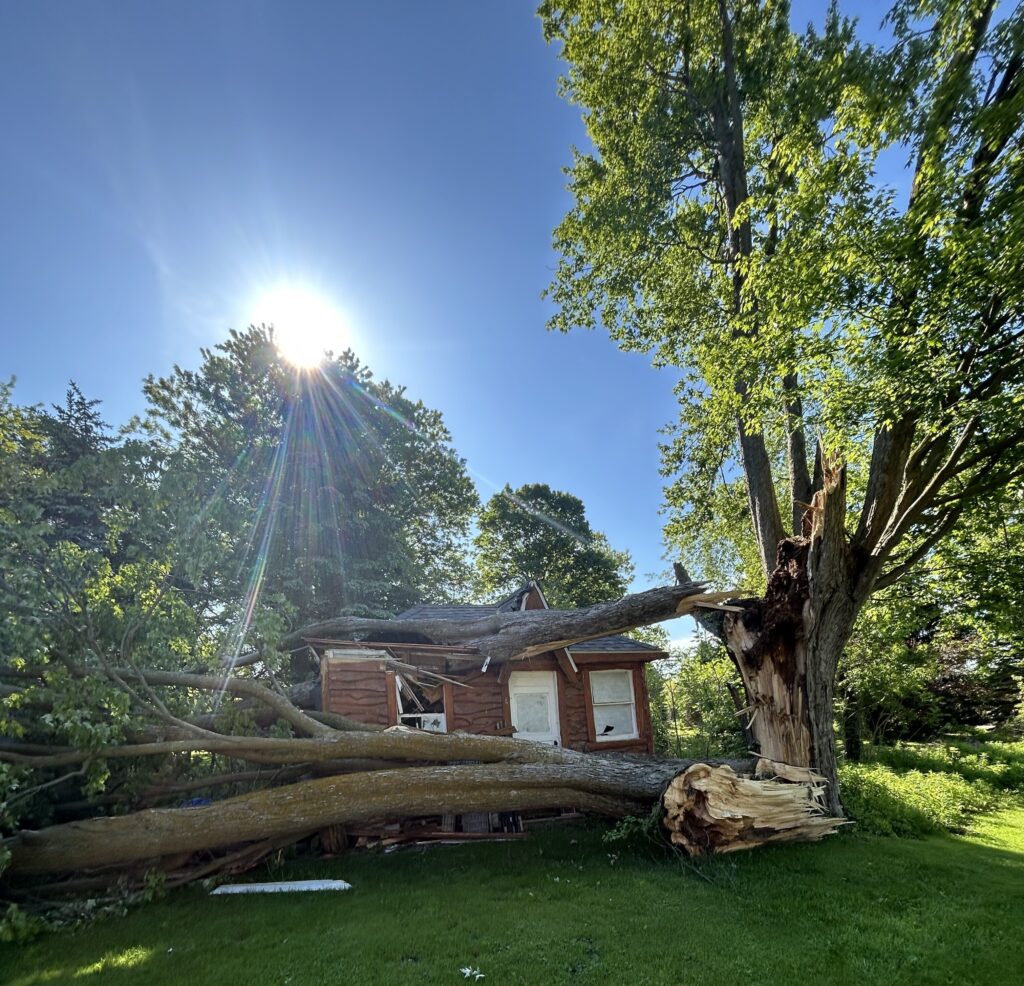 Storm-damaged tree collapsed onto a residential house, causing severe structural damage and highlighting the importance of tree risk assessment, emergency tree removal, and property safety management.