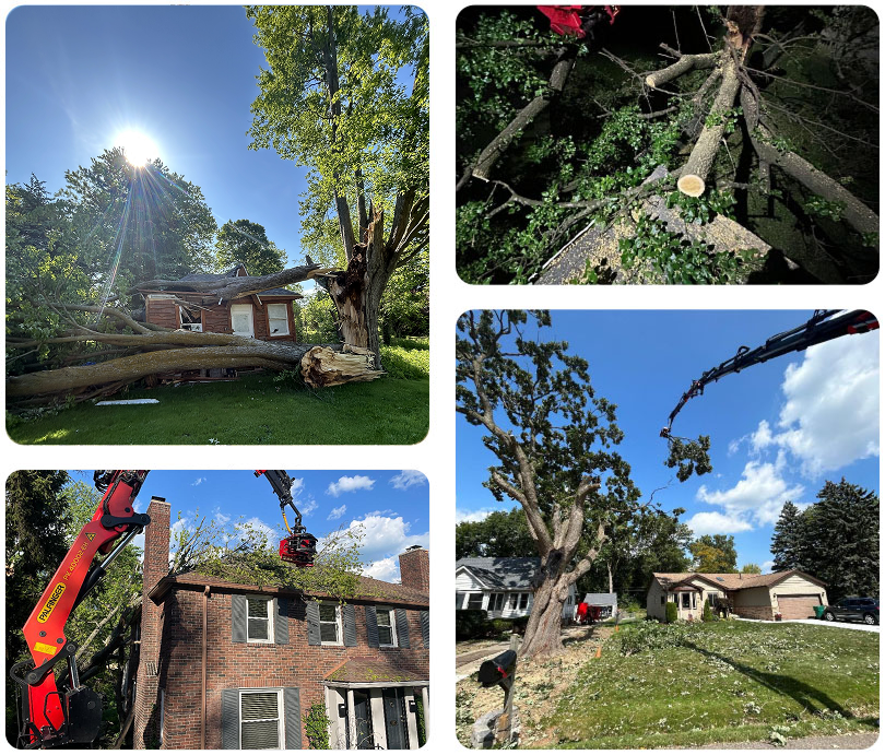 Collage showcasing professional tree removal and emergency tree services, including storm-damaged tree removal, crane-assisted tree dismantling, hazardous limb removal, and safe residential arborist services.