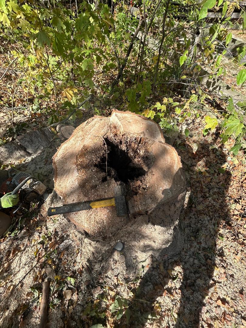 Large hollow tree stump with visible internal decay after tree removal, showing a rotted center cavity in a residential backyard.