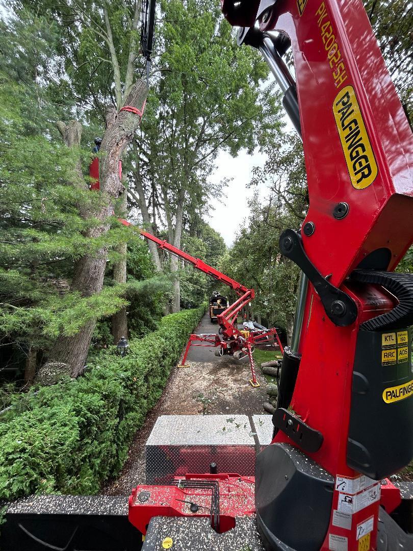 Professional tree removal using a hydraulic crane to safely lift and dismantle a large tree in a residential area. Certified arborist performing precision tree cutting for safe and efficient tree care services.