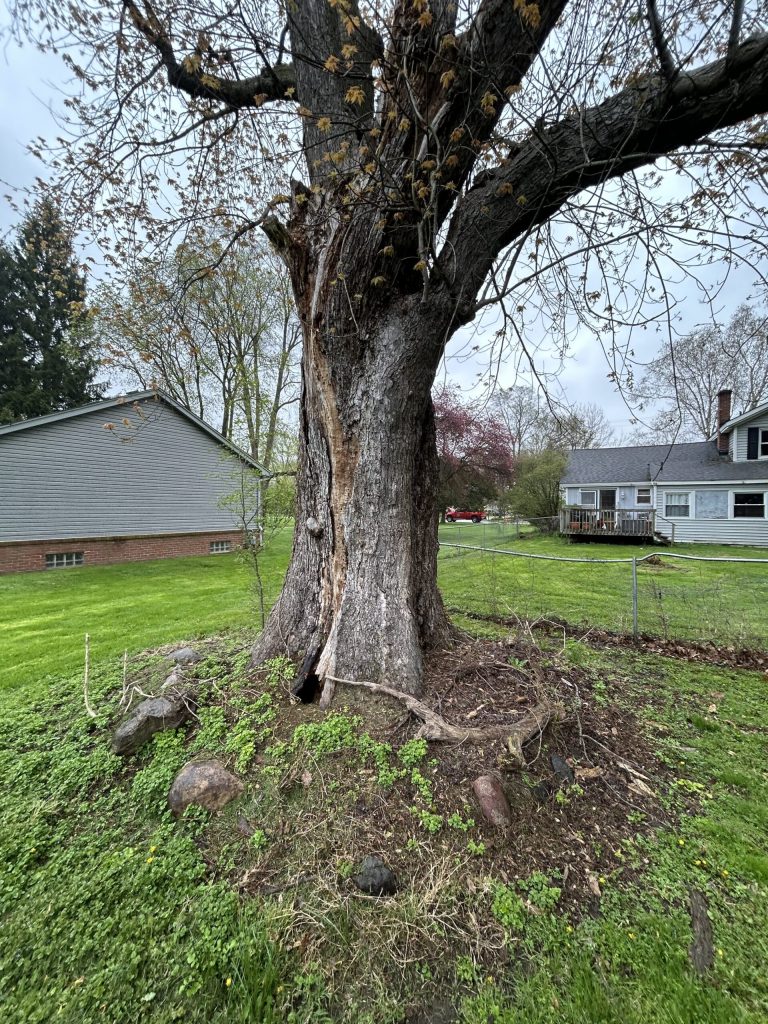 lightning strike tree