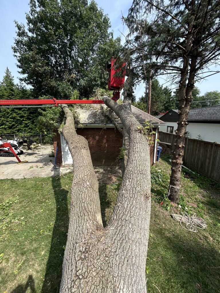 Professional tree removal service using a crane to safely dismantle a large split tree near a residential garage, showcasing expert arborist techniques for hazardous tree removal.
