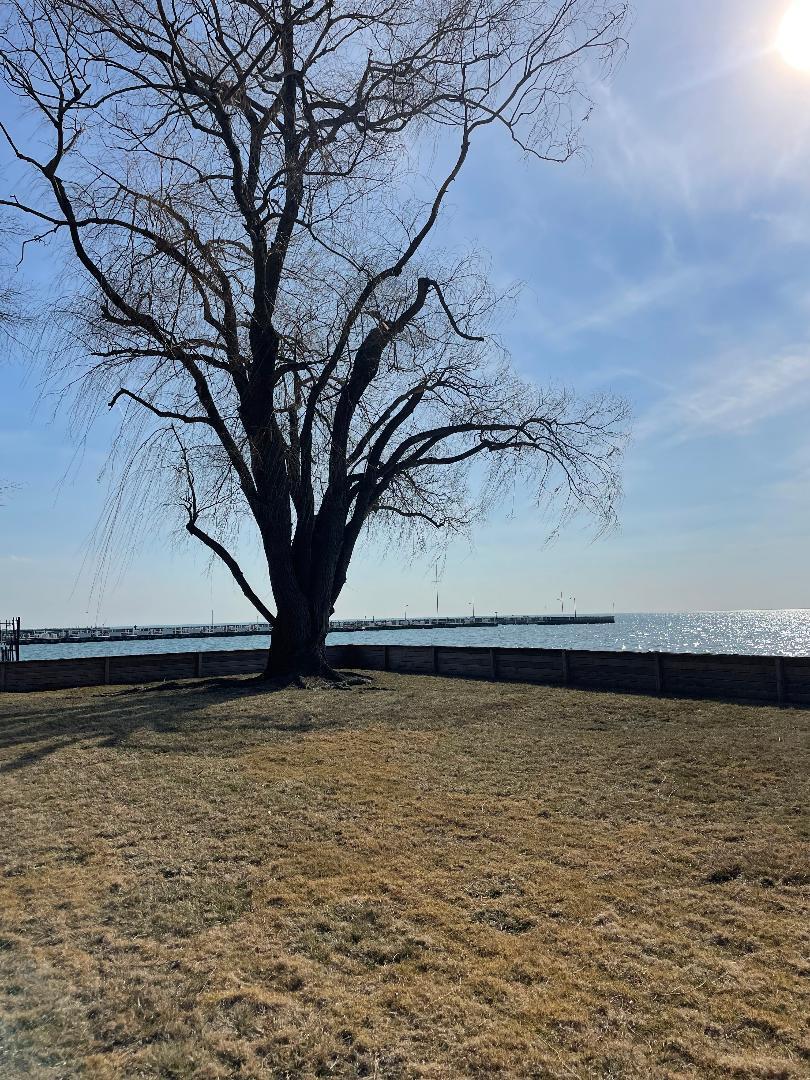 Large mature tree beside a lakeside waterfront with a pier and sunny blue sky
