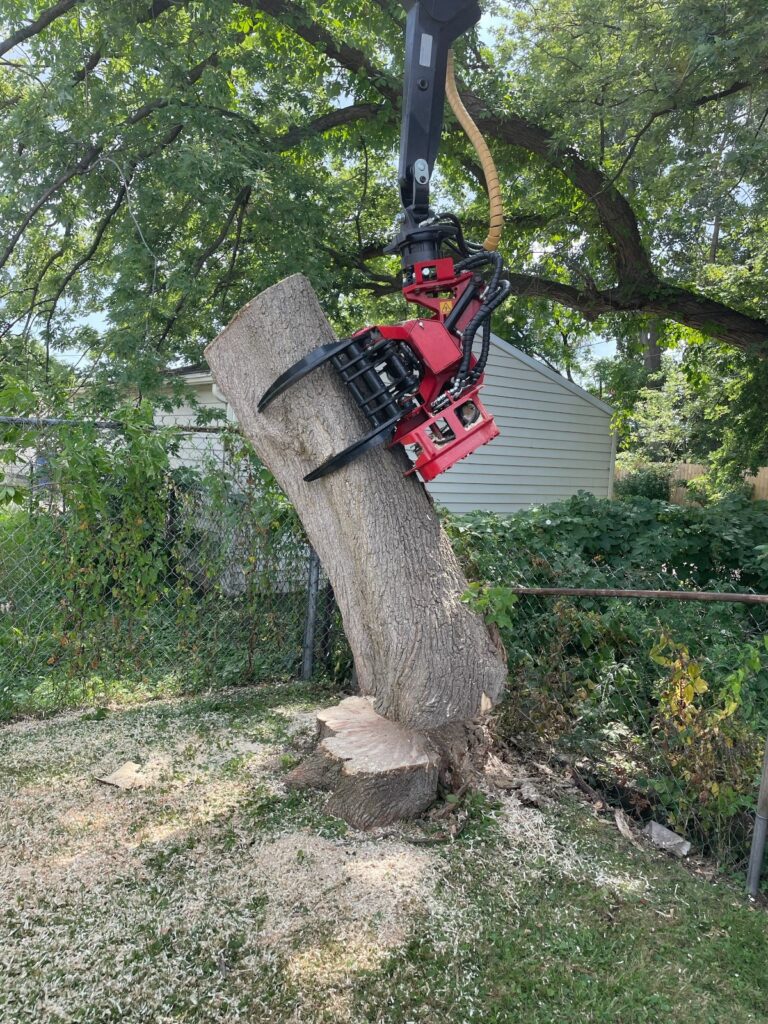 Can a Tree Fall Even If It Looks Healthy?